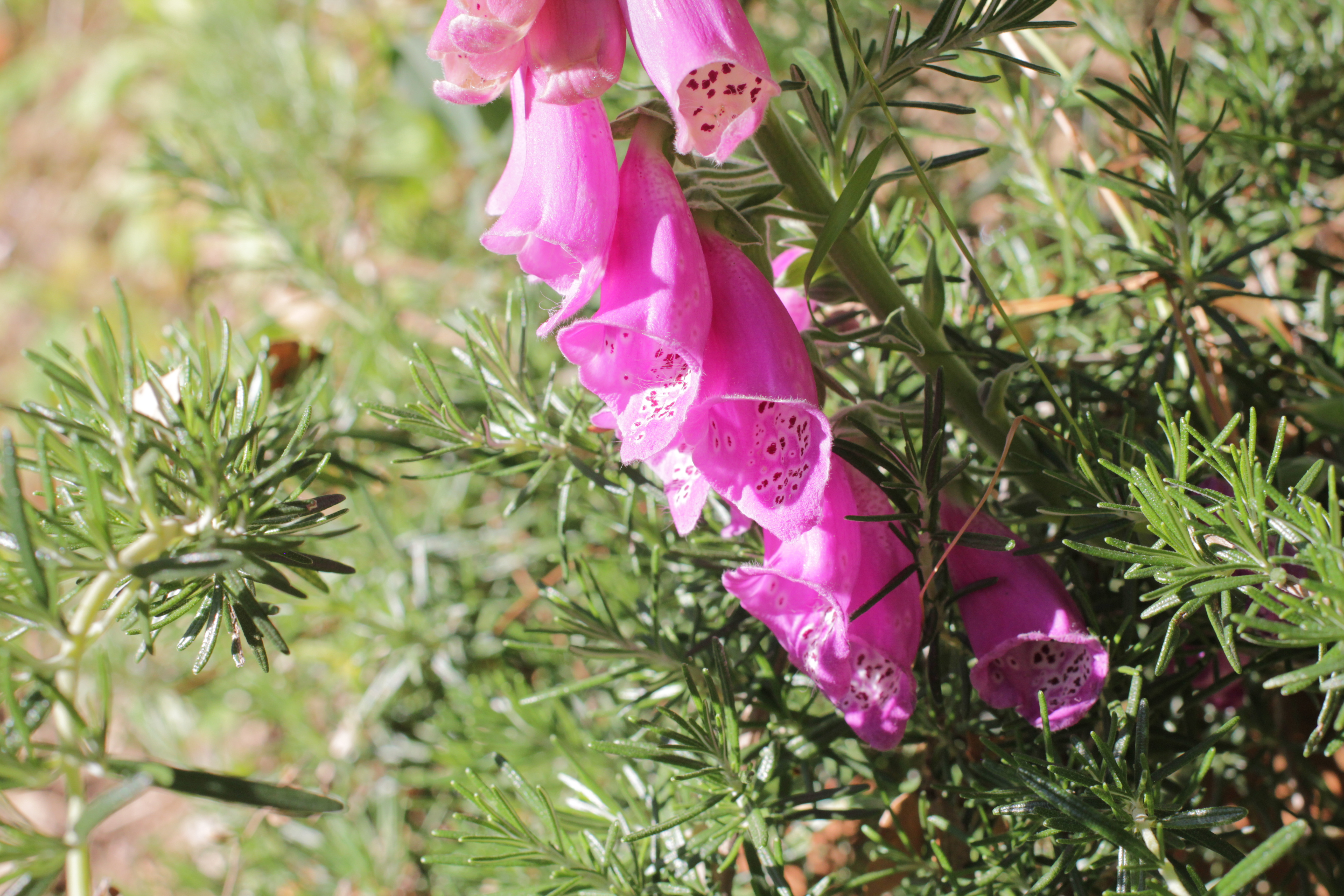 Nature et for�ts autour de Zonza